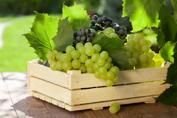 Máy ghi nhiệt độ và độ ẩm cho vận chuyển nho