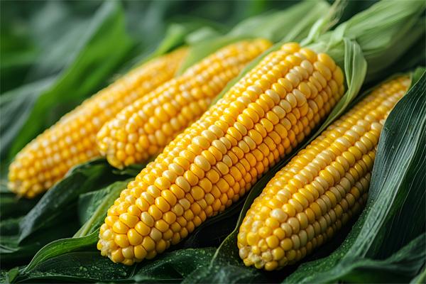 Máy ghi nhiệt độ chuỗi lạnh ngăn chặn việc vận chuyển ngô bị ảnh hưởng