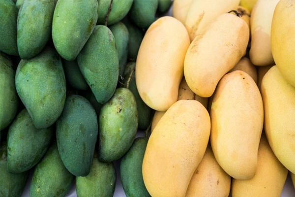 Việc sử dụng máy ghi nhiệt độ LCD dùng một lần sẽ giúp việc vận chuyển xoài được an toàn hơn