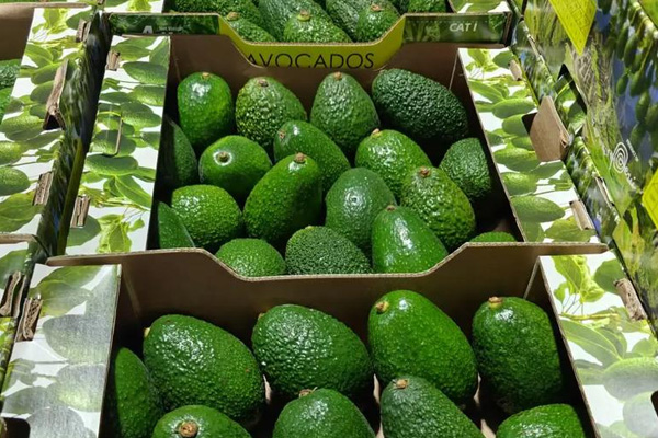 Máy ghi nhiệt độ dùng một lần để bảo vệ chất lượng vận chuyển bơ